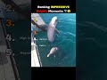 Ranking Most IMPRESSIVE Dolphin Moments #shorts #funny