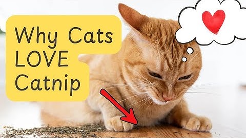 Why MOST Cats Like Catnip (And Some Don
