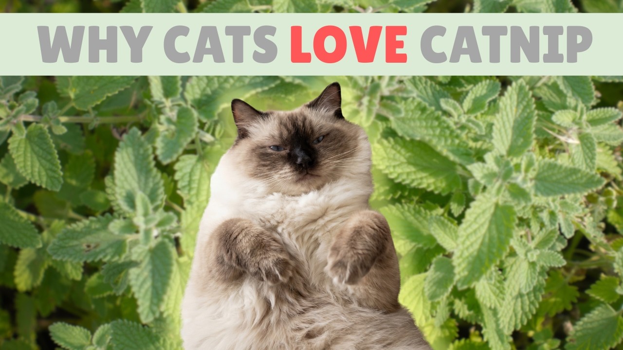 Why Only 70% Of Cats LOVE Catnip