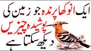 hud bird hoopoe sound birds