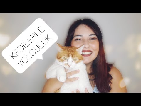 Video: RV veya Arabada Kedilerle Seyahat