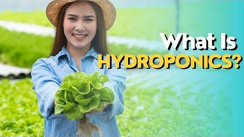 What is Hydroponics and How Does it work? | All about Hydroponics