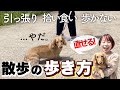 【感動】意地でも人に付いて歩かない愛犬が変わった!! ひっぱり癖・拾い食いも直せる『魔法のリーダーウォーク』