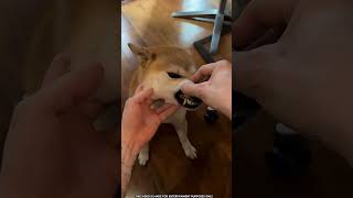 Whose Tooth Was Stuck in the Chair? 🐶🦷#shortvideo #shortsfeed #youtubeshorts #viralvideo #viralshort