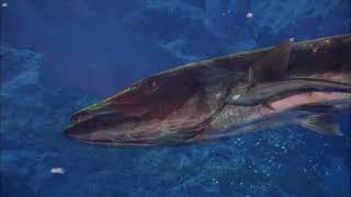 Epic Shark Encounter Revealed: Dive into Sharkwater Secrets #OceanAdventure #SharkWeek