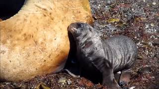 Steller's sea lion, Northern fur seal Tuleniy Island Okhotsk Sea. Heritage Exp. 6.2017 Ph. M. Agami