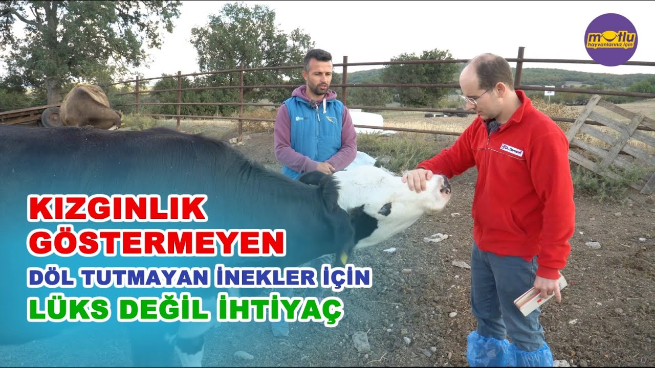 Kızgınlık Göstermeyen, Döl Tutmayan İnekler İçin Lüks Değil İhtiyaç