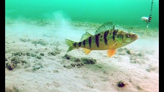 Ice fishing for perch on lake Simcoe using Lindy perch talker