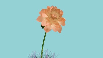 3dsmax blooming flower model