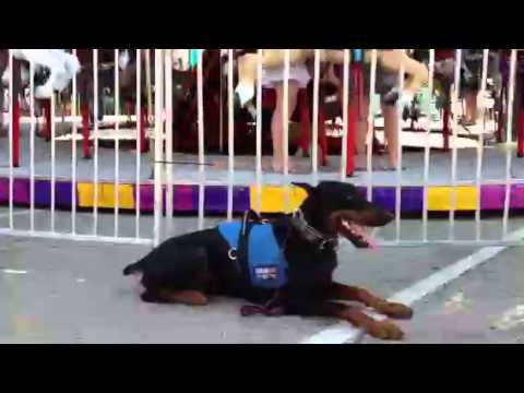 back-up-doberman-kentucky-state-fair-trained-protection-dog-for-sale-protectiondogsales.com