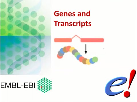 Virtual Workshop - The Ensembl Genome Browser - (2021): Webinar 2 - Genes and Transcripts