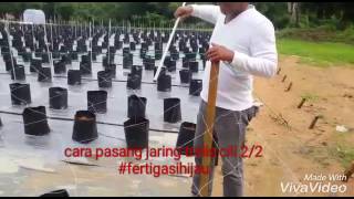 cilichannel: cara pasang jaring trelis untuk cili sistem fertigasi 2/2 cilichannel: cara pasang jaring trelis untuk cili sistem fertigasi 2/2
