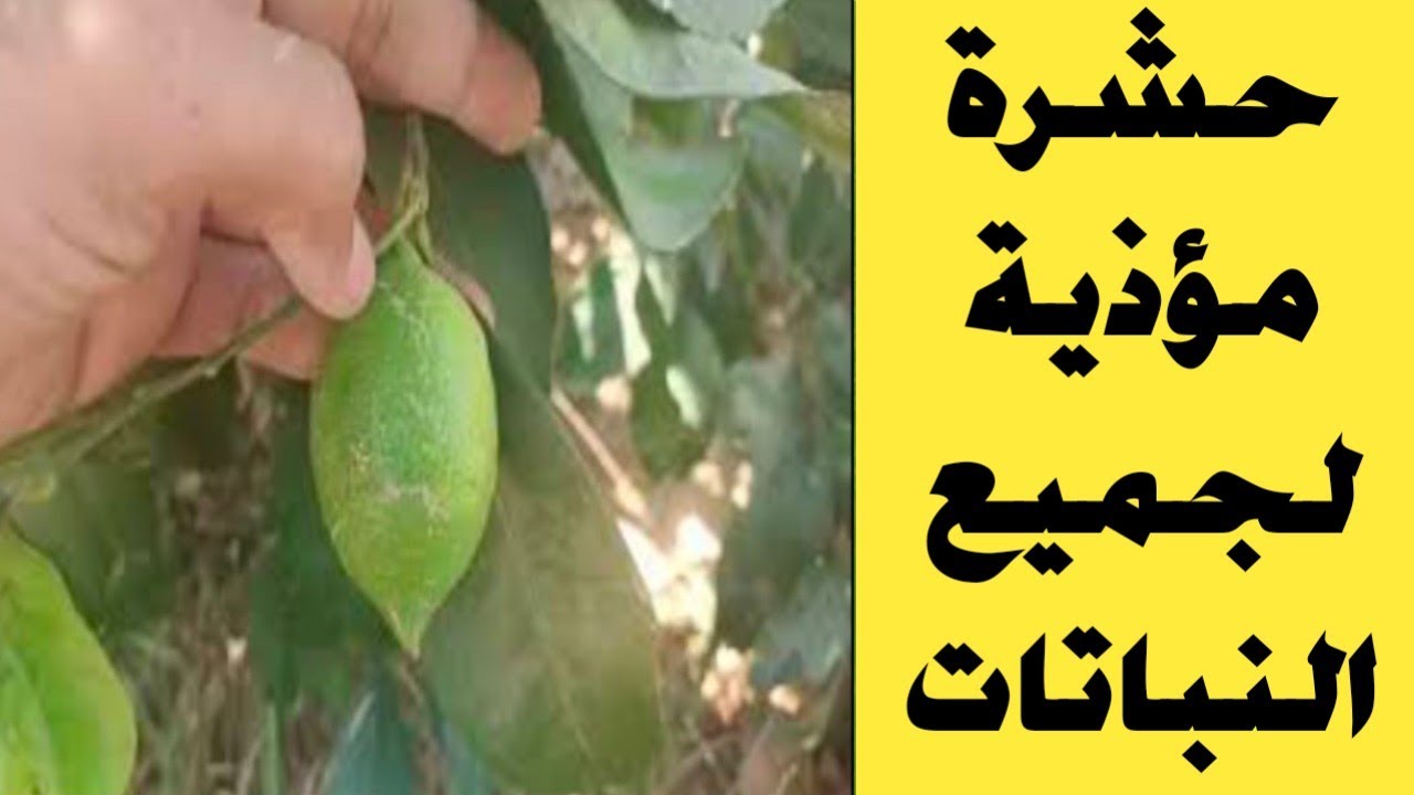 أضرار ومكافحة حشرة التربس | زتونة زراعية