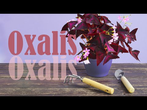 Video: Redwood Sorrel Plant Info: Sådan dyrkes Oxalis Redwood Sorrel Planter