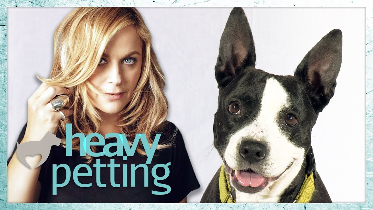 Heavy Petting w/ AMY POEHLER (ASPCA Dog Adoption) YouTube