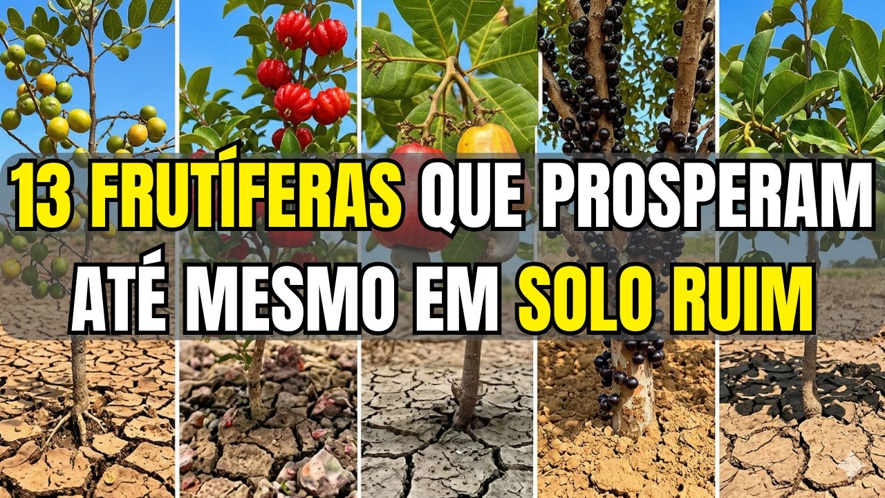 13 Árvores Frutíferas que Crescem Até em Solo Ruim (Ninguém Planta ...