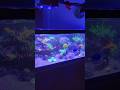 Sunday feels #reeflife #chillvibes