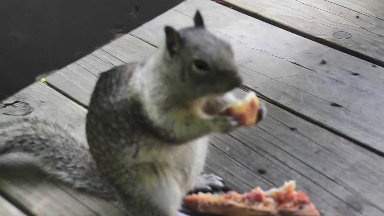 Cuttest Squirrel eating Pizza @ Yosemite National Park - YouTube