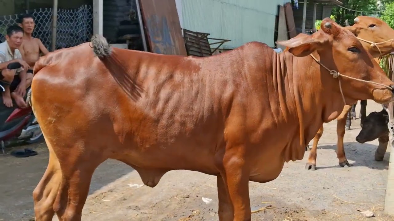 28/2  bộ mẹ con cái sin vip  cái tơ . Cái chửa và lô 3b lở 0984384995