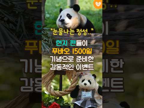 “<strong>눈물나는</strong> 정성..” 현지 팬들이 푸바오 1500일 기념으로 준비한 감동적인 이벤트 내용 #shorts #푸바오 #판다