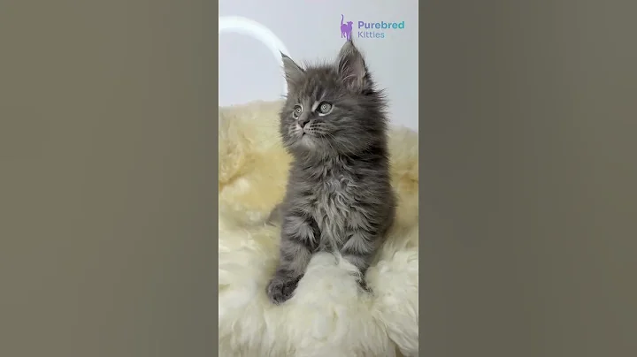 Watch the video about Adopt Calvin 🦁 Big Blue Tabby Maine Coon Kitten with a Lion’s Mane! 😻 #mainecoon #mainecooncat #fyp