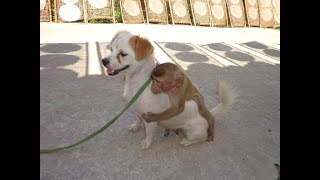 Monkey is a dog friend ( A picnic )