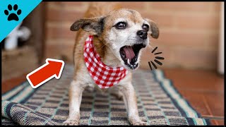 Your Dog Is Screaming For MORE LOVE - And You Ignore It.... by Dogtube 110 views 10 months ago 1 minute, 57 seconds