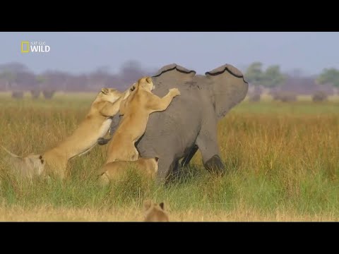 Video: Aslanların Gururu Bir Fil Yiyebilir Mi
