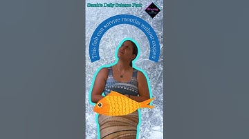 This fish can survive months without oxygen