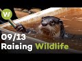 Otter, Mongoose &amp; Squirrel | Raising Wildlife (9/13)