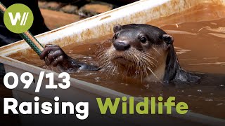Otter, Mongoose &amp; Squirrel | Raising Wildlife (9/13)