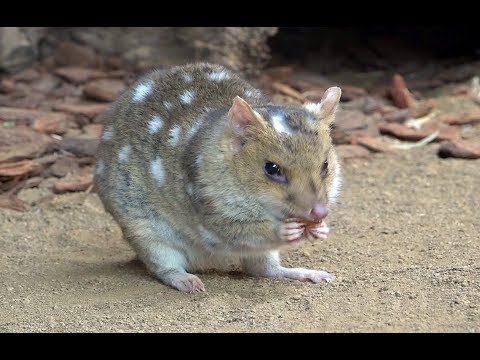 Ipswich Nature Centre Eastern Quoll Ipswich First