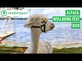 Alpaca Wellbeing Fest 2020. Что такое СОЖ