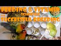 FEEDING AND VITAMIN SCHEDULE FOR SUCCESSFUL BREEDING / THE RATIO OF FOOD PER PAIR