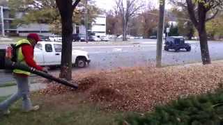 Leaves removal. Fairfax, Virginia