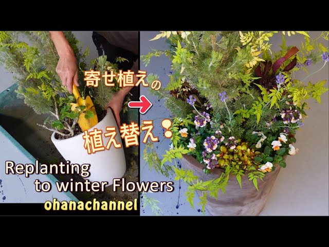 寄せ植えの植え替え Replanting To Winter Flowers Youtube