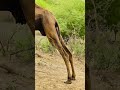 لقطة مذهلة لأرجل الجمل عن قرب 