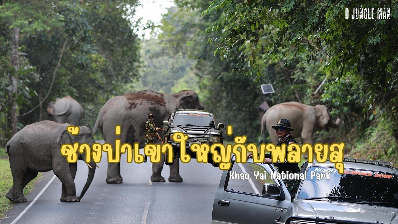 ช้างป่าเขาใหญ่กับพลายสุ(รวมคลิป)