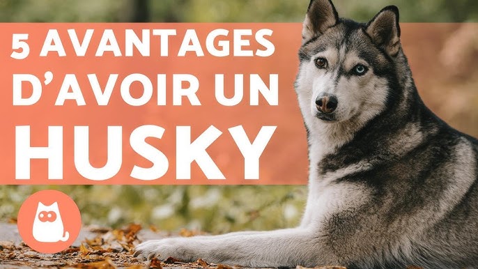 Fabriquer un Amortisseur - Eduquer son Siberian husky, chien de