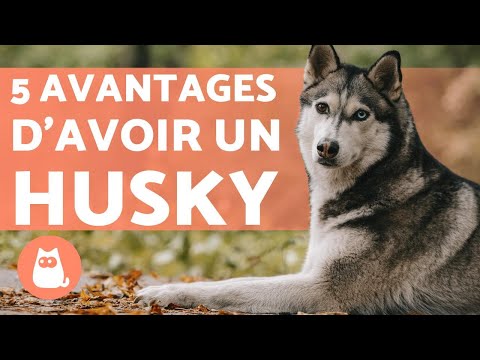 Vidéo: Comment Prendre Soin D'un Husky