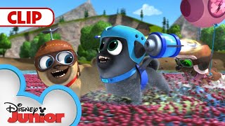 Cranberries  | Music Video | Puppy Dog Pals | @disneyjunior