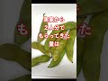 新潟県民は枝豆を食べる量がおかしいらしい