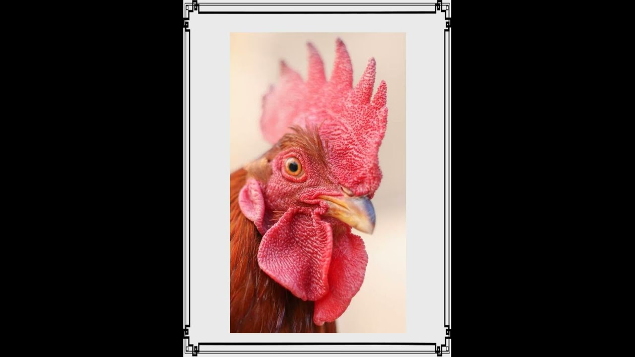 Philipp Fahrbach I, Morgenlieder, Walzer, Op. 158, Arr. CPE Strauss