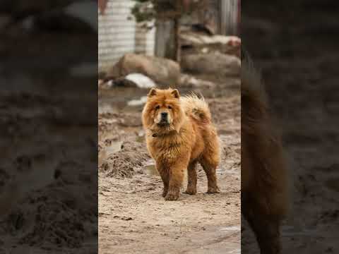 Video: ¿Se mudan los chow chows?