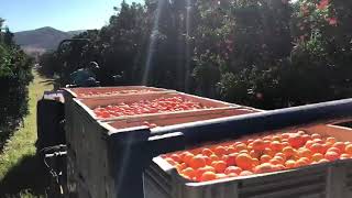 Bin on the ground trailer. (6 bins)