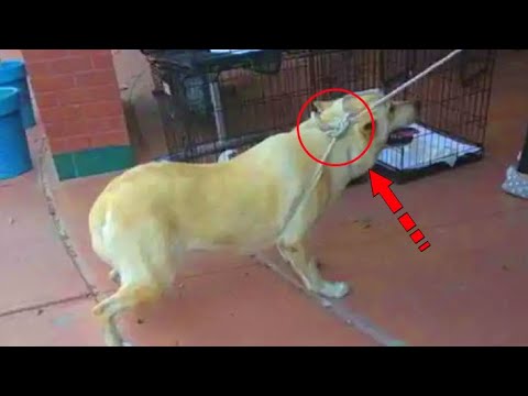 Video: Ta čudovit pes vas bo popeljal na mešanice Husky / German Shepherd