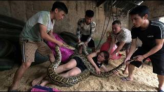 Famous Terrifying Giant Python Attack! 4 Brave Men Rescue Girl in Dramatic Barn Scene Profile