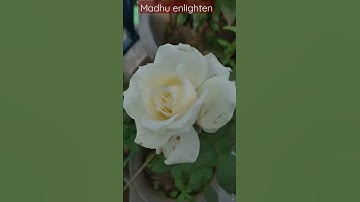 #shorts# White roses symbolize a new beginning and everlasting happiness # White love💟