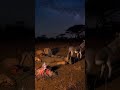 Hyena Tries to Bite Sleeping Hunter — Donkey Saves the Day