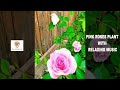 Pink roses plant with relaxing music